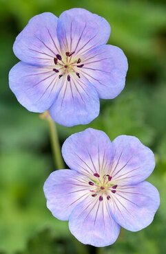 Geranium Azure Rush 2 Litre