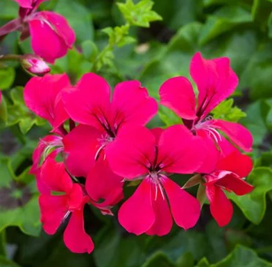 Geranium Balcony Trailing Rose Jumbo Six Pack