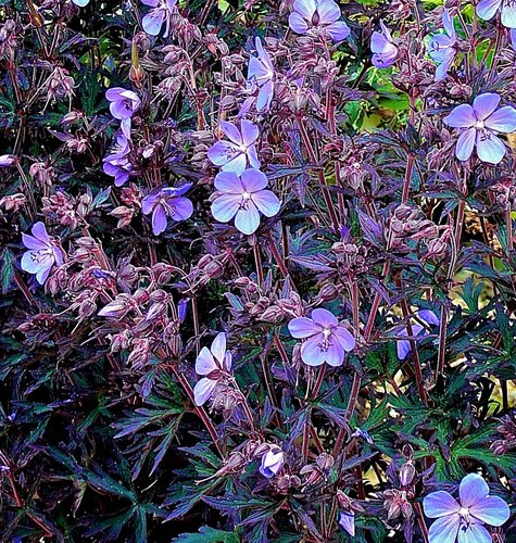 Geranium Black Beauty 3 Litre