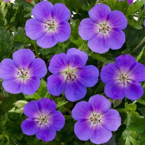 Geranium Bloom Me Away 2 Litre