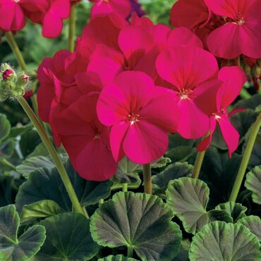 Geranium Bullseye Cherry Jumbo Six Pack