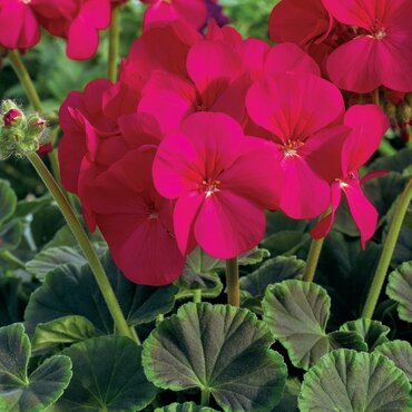 Geranium Bullseye Cherry Six Pack