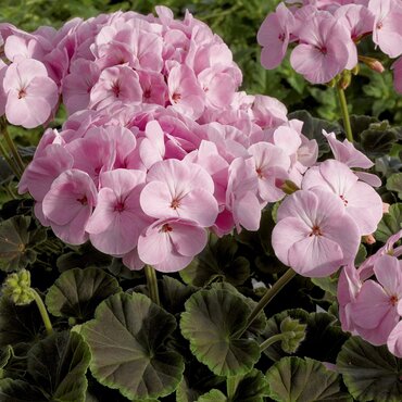 Geranium Bullseye Pink Six Pack