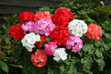 Geranium Calliope Mixed Basket 25cm