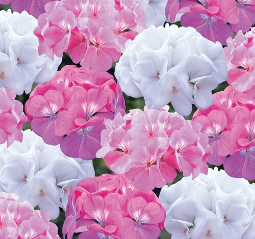 Geranium Candyfloss Mixed 20 Plug Pack