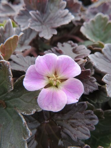 Geranium Chocolate Candy 2 Litre