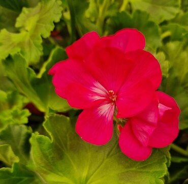 Geranium Hot Pink 10.5cm