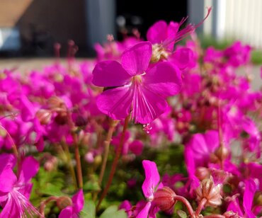 Geranium Intense 3 Litre