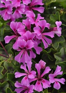 Geranium Ivy Leaf Amethyst Jumbo Six Pack