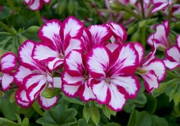 Geranium Ivy Leaf Burgundy and White Jumbo Six Pack