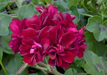 Geranium Ivy Leaf Burgundy Jumbo Six Pack