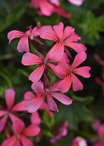 Geranium Ivy Leaf Pink Jumbo Six Pack