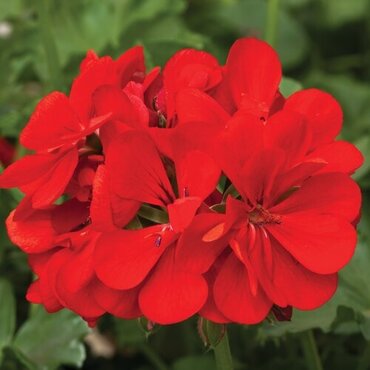 Geranium Ivy Leaf Red Jumbo Six Pack