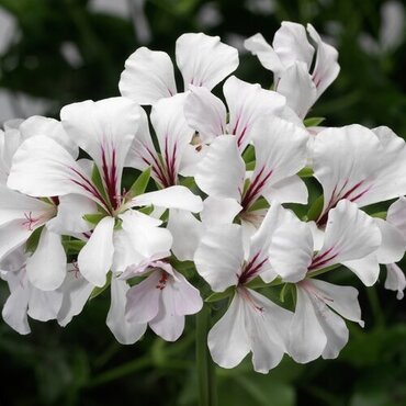 Geranium Ivy Leaf White Jumbo Six Pack