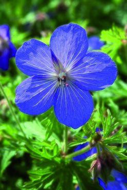 Geranium 'Johnson's Blue' 3 Litre