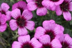 Geranium Jolly Jewel Night 2 Litre