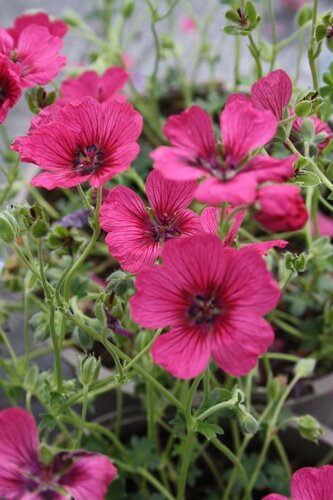 Geranium Jolly Jewel Raspberry 2 Litre