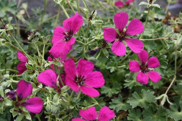 Geranium Jolly Jewel Red 2 Litre