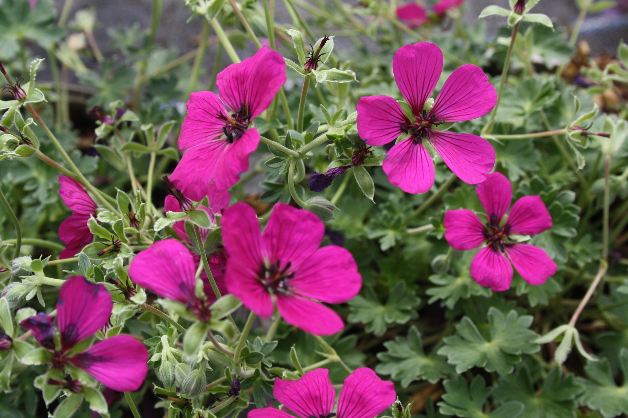 Geranium Jolly Jewel Red 2 Litre Stewarts Garden Centre