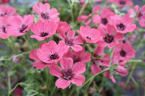 Geranium Jolly Jewel Salmon 2 Litre