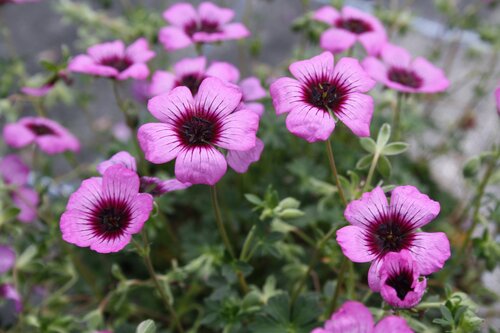 Geranium Jolly Jewel Silver 2 Litre