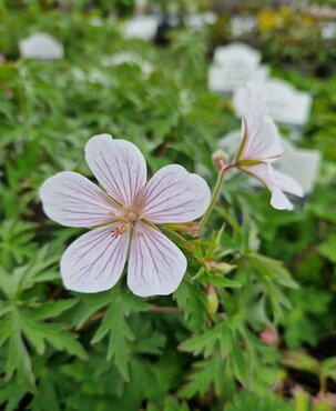 Geranium Kashmir White 2 Litre