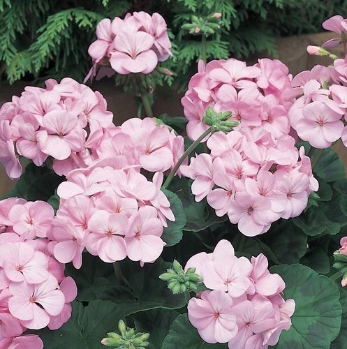 Geranium Light Pink 10.5cm