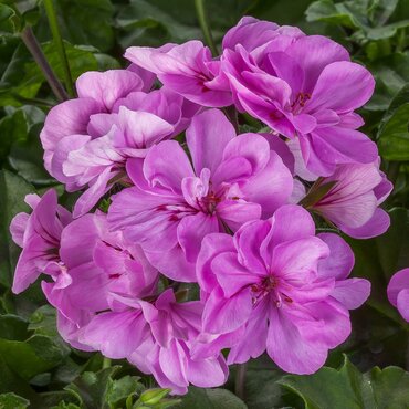 Geranium Lilac 10.5cm