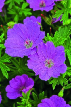 Geranium 'Max Frei' 3 Litre