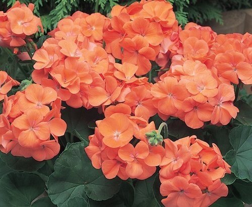 Geranium Orange 10.5cm