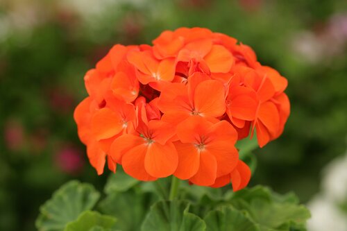 Geranium Orange 20 Plug Pack