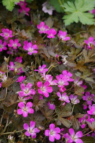 Geranium Orkney Cherry 3 Litre