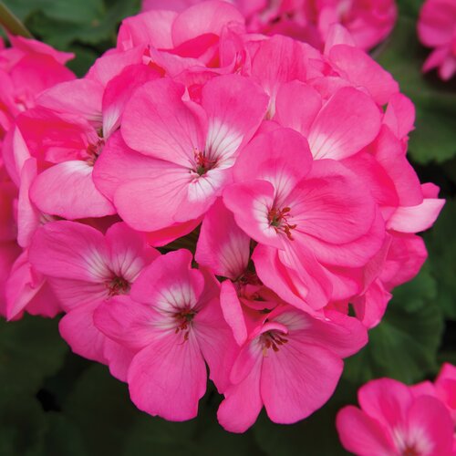 Geranium Pink Bicolour 9cm