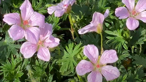 Geranium Pink Pouffe 2 Litre