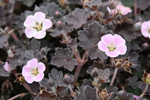 Geranium Pink Spice 2 Litre