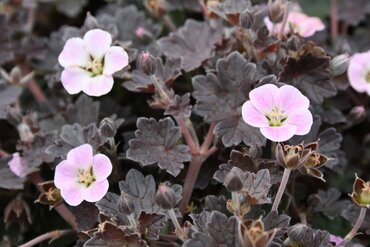 Geranium Pink Spice 2 Litre