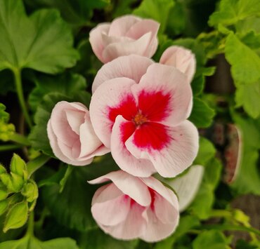 Geranium Pink Splash 1 Litre