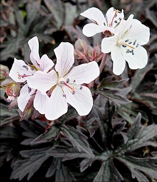 Geranium Purple Ghost 3 Litre