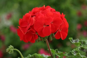 Geranium Red Six Pack