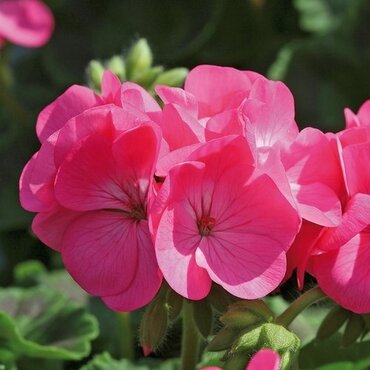Geranium Rose Six Pack