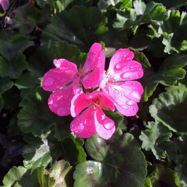 Geranium Rose Six Pack