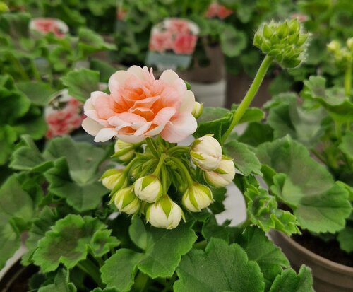 Geranium Rosebud Salmon 1 Litre