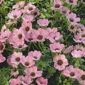 Geranium Rothbury Gem 2 Litre