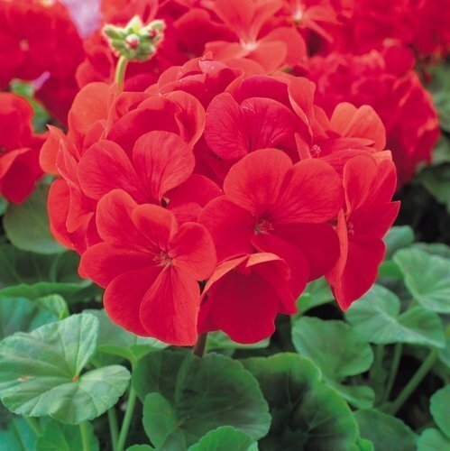 Geranium Scarlet 1 Litre