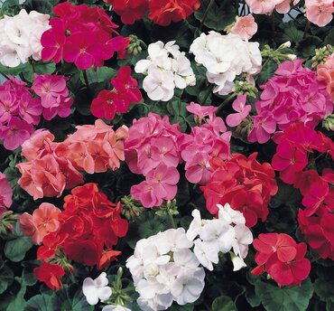 Geranium Show Stopper Mixed 20 Plug Pack