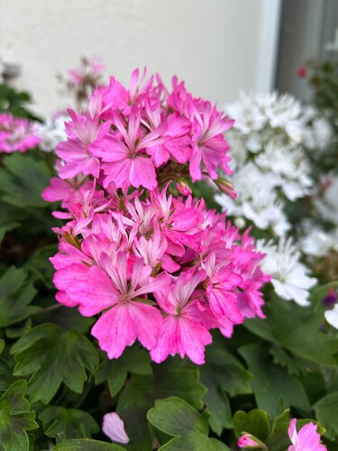 Geranium Starry Pink 1 Litre