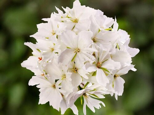 Geranium Starry White 1 Litre