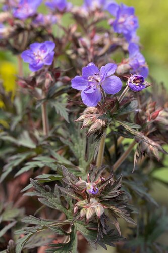 Geranium Storm Cloud 3 Litre