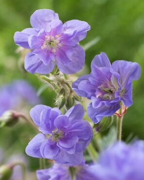 Geranium Summer Skies 2 Litre