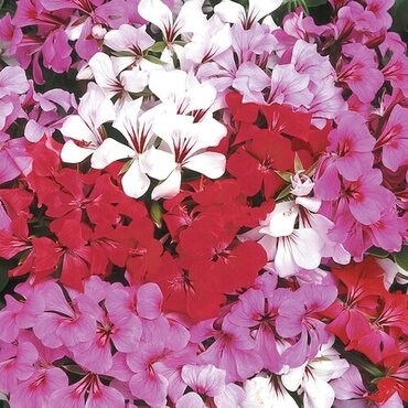 Geranium Trailing Mix Jumbo 6 Pack